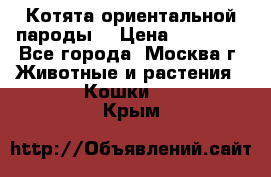 Котята ориентальной пароды  › Цена ­ 12 000 - Все города, Москва г. Животные и растения » Кошки   . Крым